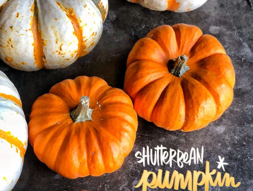 Shutterbean Favorite Pumpkin Recipes! A compliation of treats- recipes from Tracy Benjamin of Shutterbean.com